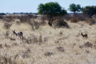 Springbok