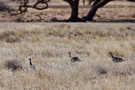 Helmeted Guineafowl