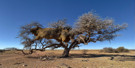 Sociable Weaver Bird Colony Nest