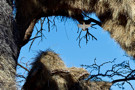 Sociable Weaver Bird