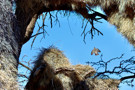 Sociable Weaver Bird