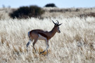 Springbok