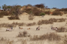 Greater Kudu