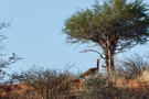 Kori Bustard