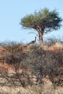 Kori Bustard