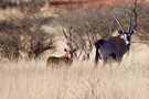 Greater Kudu