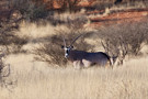 Greater Kudu