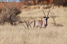 Greater Kudu