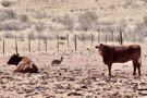 Scrub Hare running through cattle