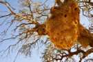 Sociable Weaver’s nest entrances - from the bottom