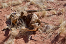 Oryx skull and horns