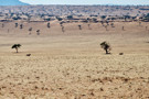 Greater Kudu