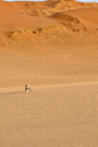 South African Oryx (Oryx Gazella)