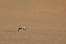 South African Oryx (Oryx Gazella)