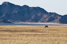 South African Oryx (Oryx Gazella)