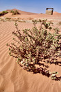 Start of hike to Deadvlei