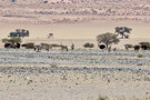 South African Oryx (Oryx Gazella), Ostrich