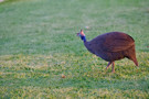 Helmeted Guineafowl