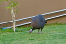 Helmeted Guineafowl