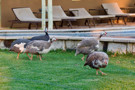 Helmeted Guineafowl