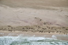 Seal colony