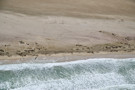 Seal colony