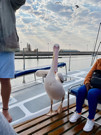 Great White Pelican