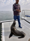 Cape Fur Seal