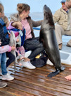 Cape Fur Seal