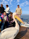 Great White Pelican