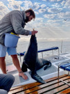 Cape Fur Seal