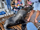 Cape Fur Seal