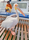 Great White Pelican