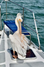 Great White Pelican