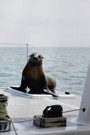 Cape Fur Seal