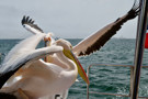 Great White Pelican