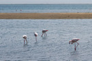 Flamingos