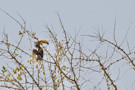 Monteiro’s Hornbill