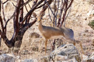 Darma Dik Dik