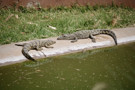 Crocodile