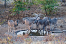 Burchell’s Zebra