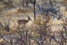 Springbok Antelope