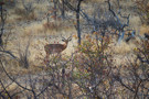 Springbok Antelope