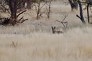 Black-backed Jackal