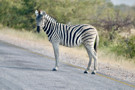 Burchell’s Zebra