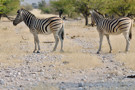 Burchell’s Zebra