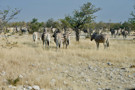 Burchell’s Zebra