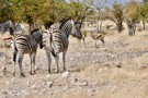 Burchell’s Zebra