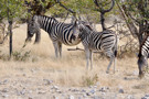 Burchell’s Zebra