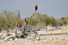 Wahlberg’s Eagle